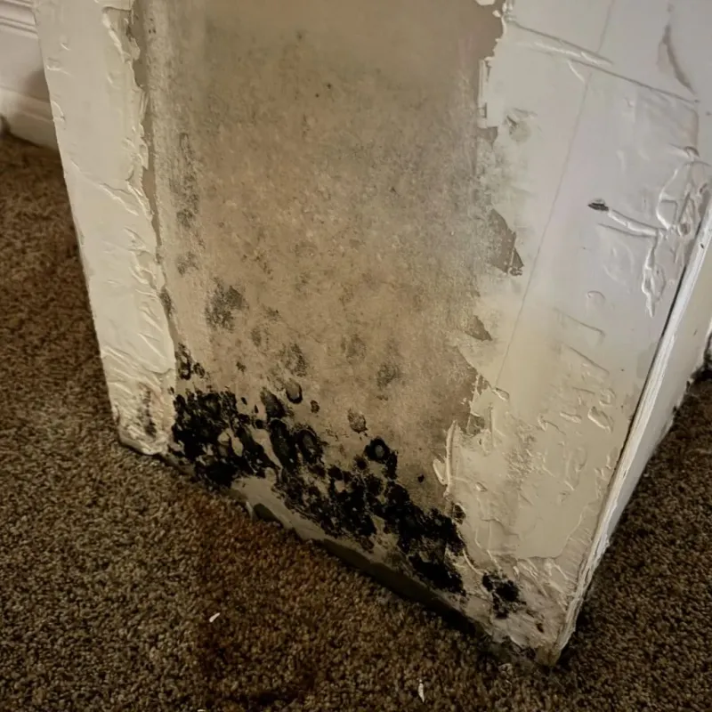 Professional Mold Removal in Breckinridge Center, KY